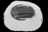 Bargain, Hollardops Trilobite - Visible Eye Facets #91929-1